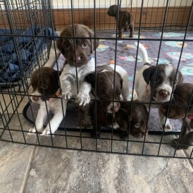 English Springer Spaniel - Both