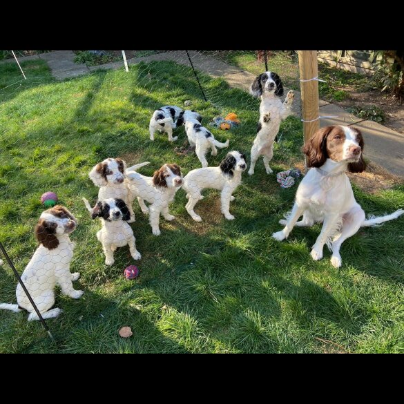 English Springer Spaniel - Bitches