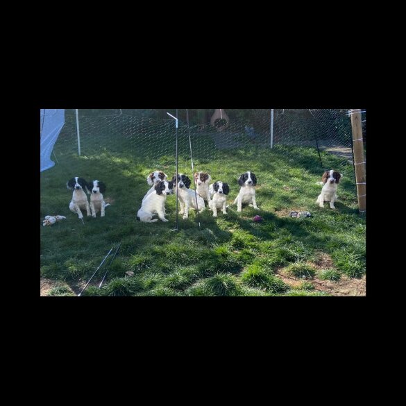 English Springer Spaniel - Bitches