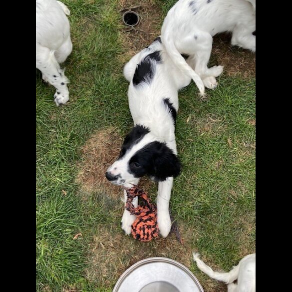 English Springer Spaniel - Bitches
