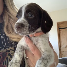 English Springer Spaniel - Both