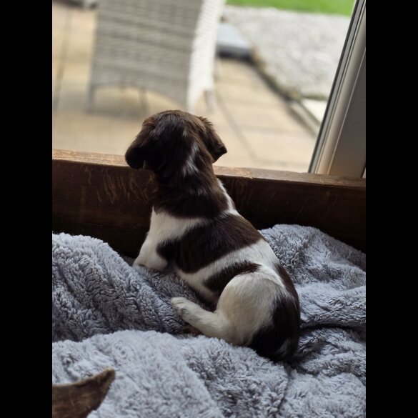 English Springer Spaniel - Both