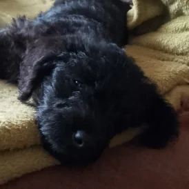Miniature Poodle - Dogs