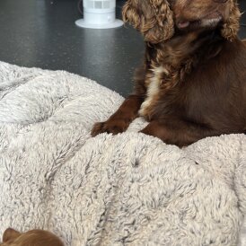Cockapoo - Both
