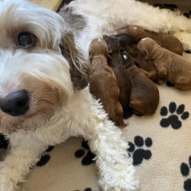 Cockapoo - Both