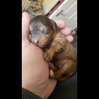 Cockapoo - Both