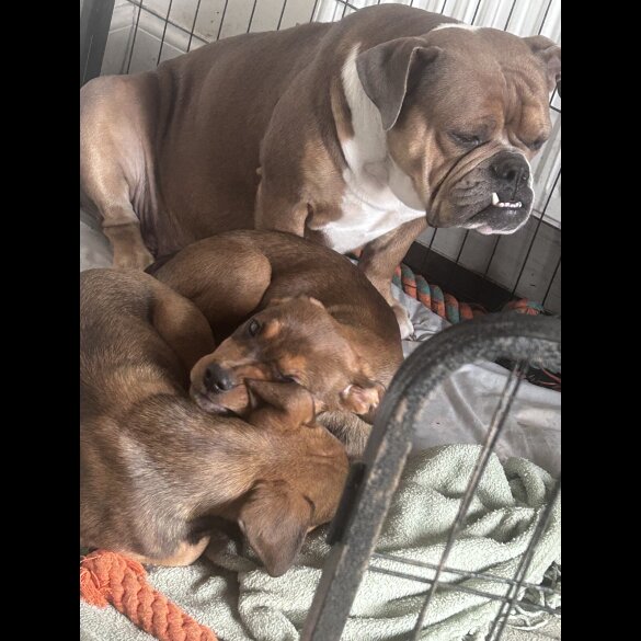 English Bulldog - Bitches