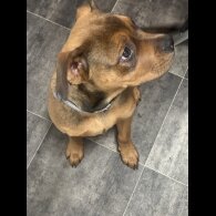 English Bulldog - Bitches