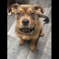 English Bulldog - Bitches