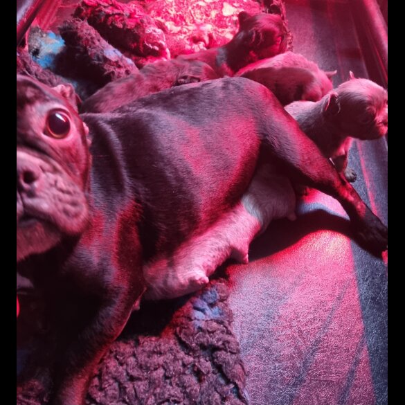 French Bulldog - Both