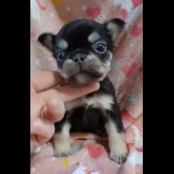 French Bulldog - Both