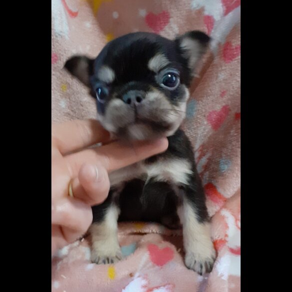 French Bulldog - Both