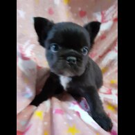 French Bulldog - Both