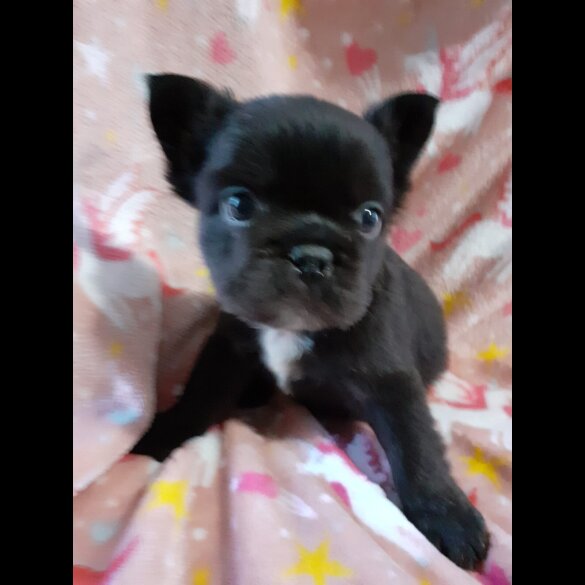 French Bulldog - Both