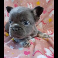 French Bulldog - Both