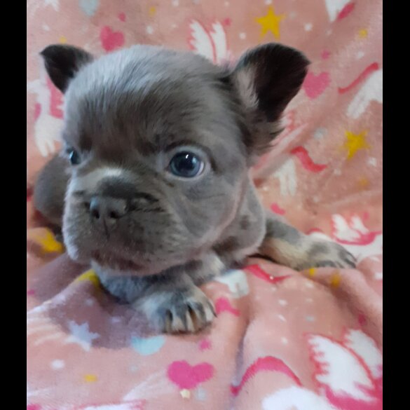 French Bulldog - Both