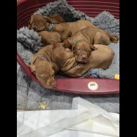 Hungarian Vizsla - Dogs