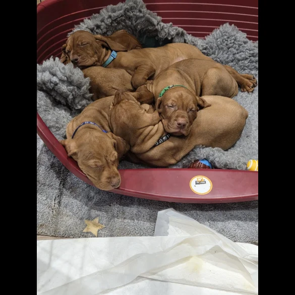 Hungarian Vizsla - Dogs