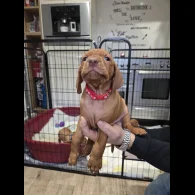 Hungarian Vizsla - Dogs