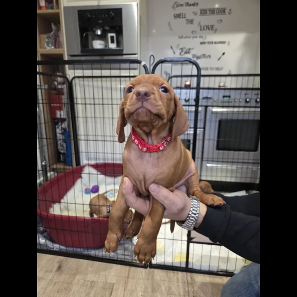 Hungarian Vizsla - Dogs