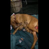 Hungarian Vizsla - Dogs