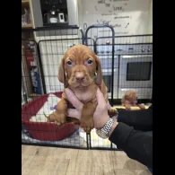 Hungarian Vizsla - Dogs