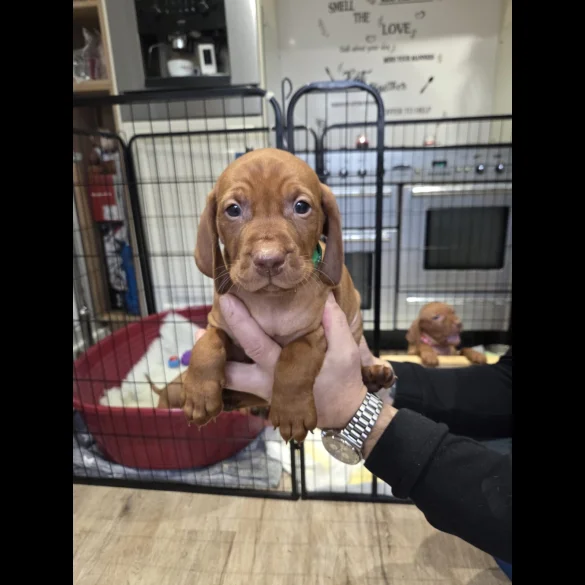 Hungarian Vizsla - Dogs
