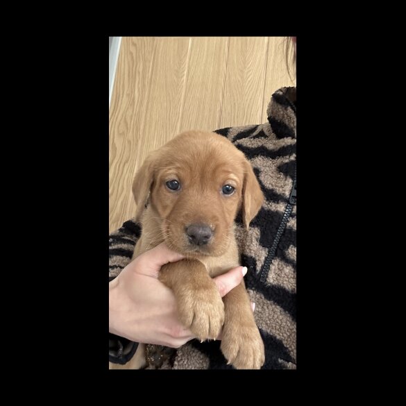 Fox Red Labradors - Both