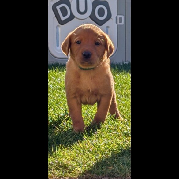 Fox Red Labradors - Both