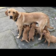 Labrador Retriever - Both