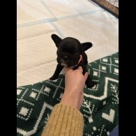 French Bulldog - Both