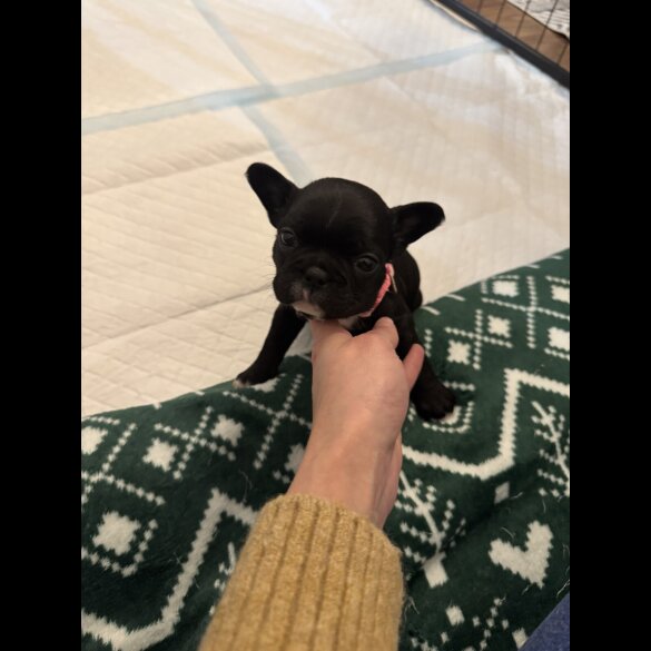 French Bulldog - Both