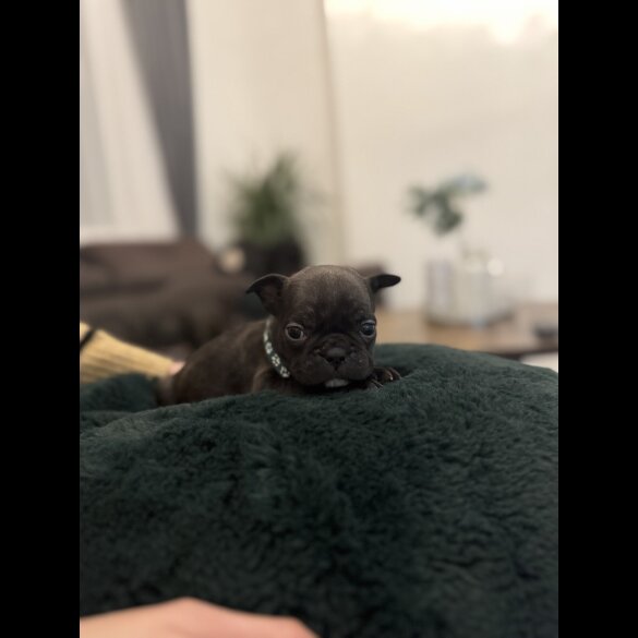 French Bulldog - Both