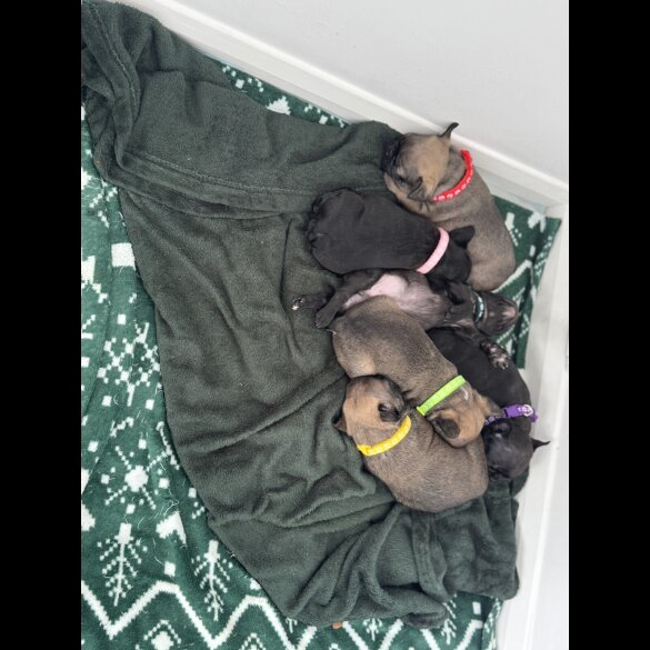 French Bulldog - Both