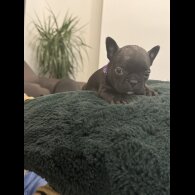 French Bulldog - Both