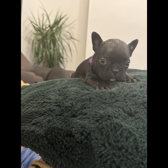 French Bulldog - Both
