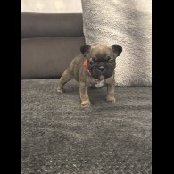 French Bulldog - Both