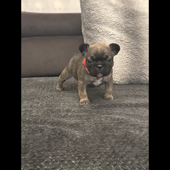 French Bulldog - Both
