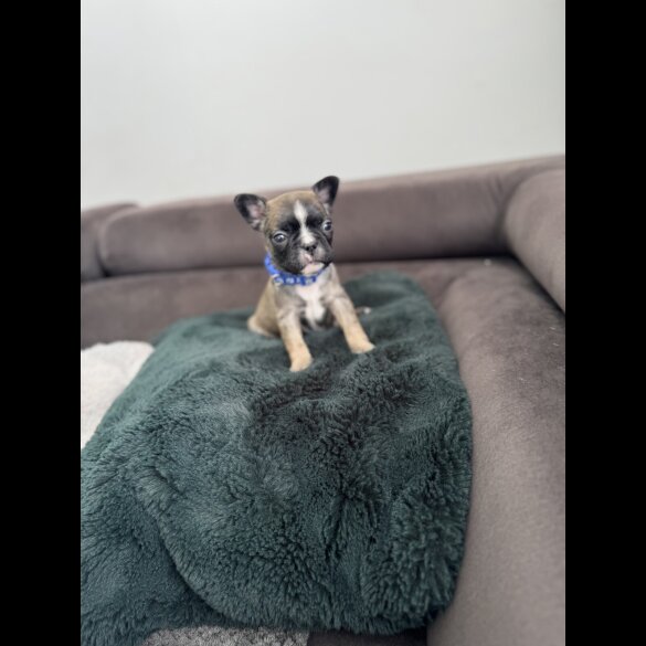 French Bulldog - Both