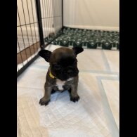 French Bulldog - Both