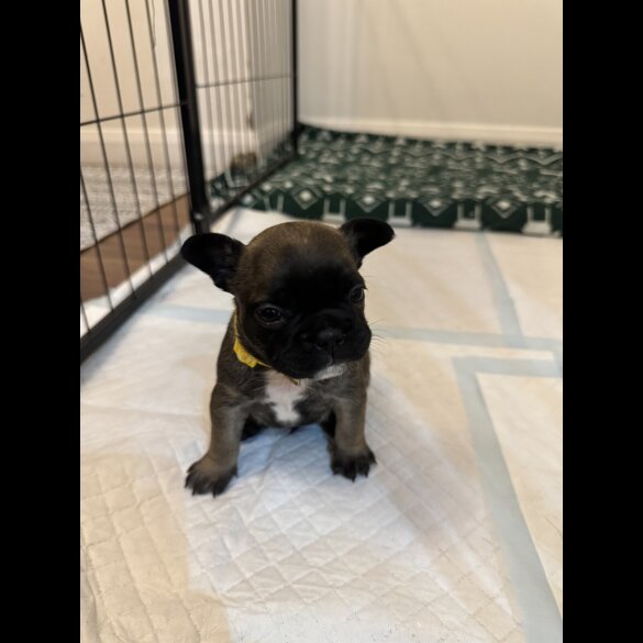 French Bulldog - Both