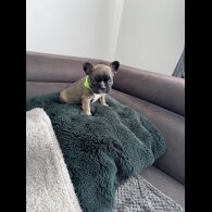 French Bulldog - Both