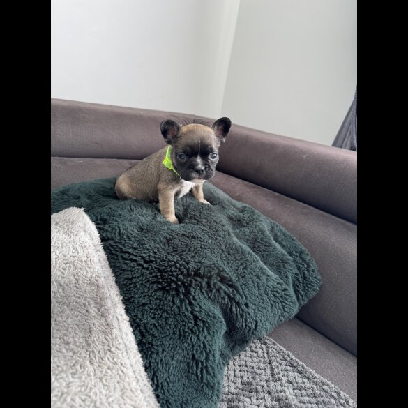 French Bulldog - Both