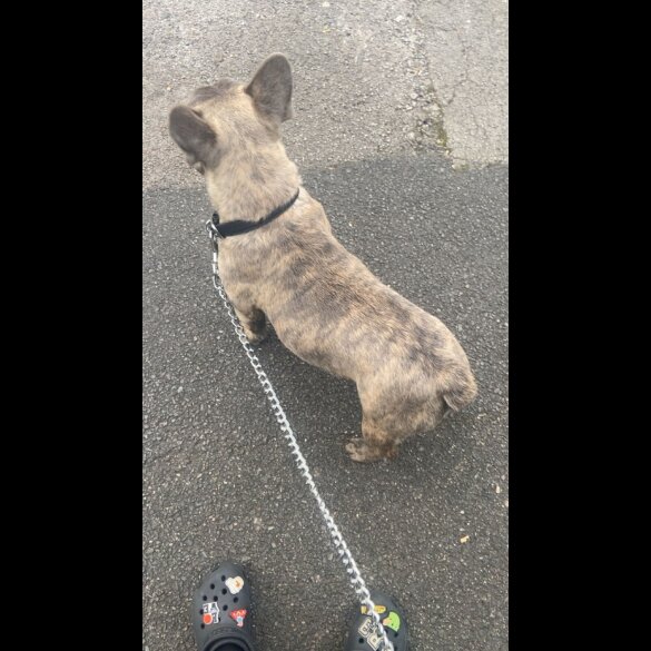Blue French Bulldog