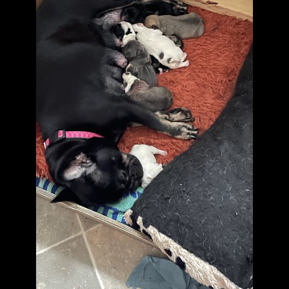 French Bulldog - Both