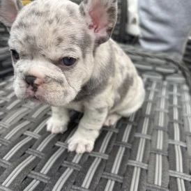 French Bulldog - Both