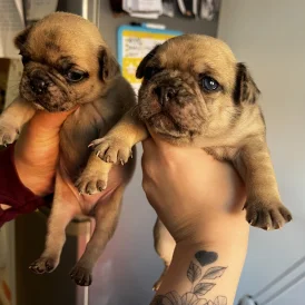 French Bulldog - Both