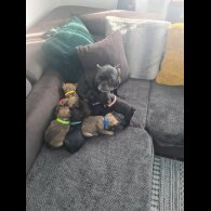 French Bulldog - Both