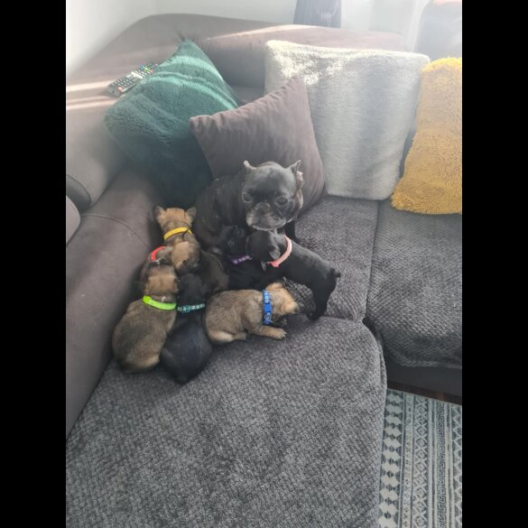French Bulldog - Both