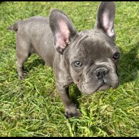 French Bulldog - Bitches